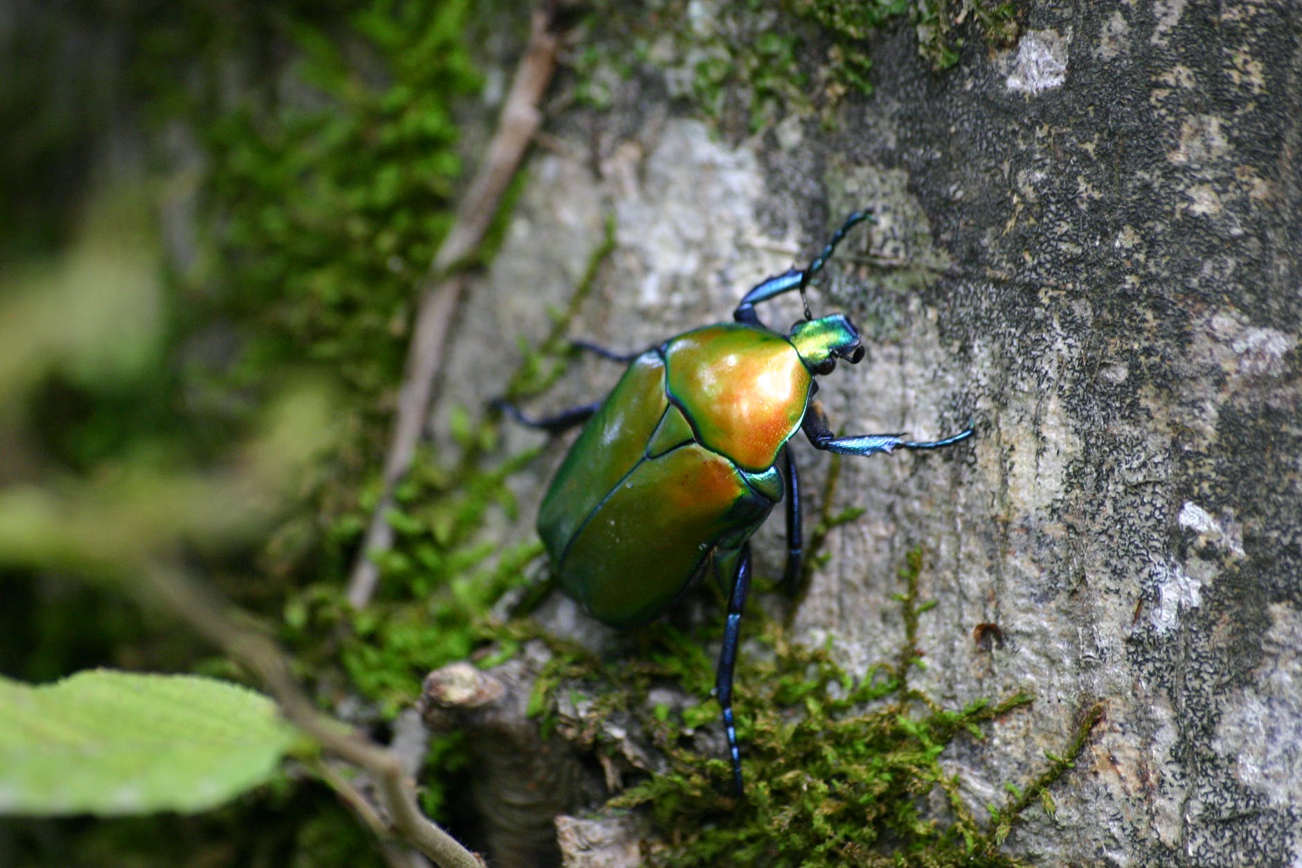 green june beetle on tree bark with green mosh in closeup photo